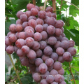 fresh red globe grapes for sale red globe grapes  yunnan red grape